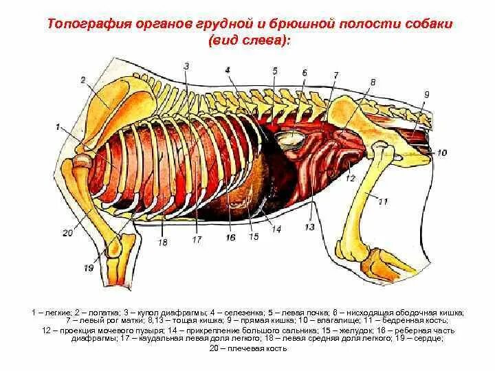 Селезенка кота. Топография грудных органов собаки. Топография грудной полости животных. Органы брюшной полости кошки анатомия. Анатомия грудной полости собаки.