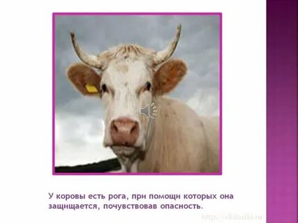 Откуда слово корова