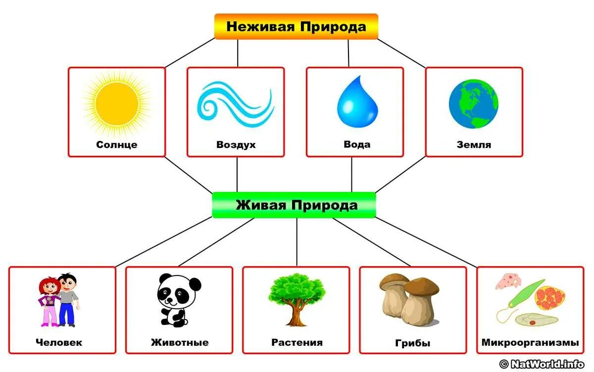 Взаимосвязь живой и неживой природы. Связь живой и неживой природы 2 класс. Схема взаимосвязи живой и неживой природы. Схема связи живой и неживой природы 2 класс.