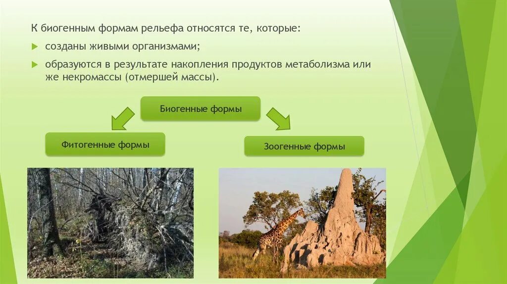 Антропогенная форма рельефа. Биогенные формы рельефа. Антропогенные и биогенные формы рельефа. Живые организмы формы рельефа. Формы рельефа и процессы.