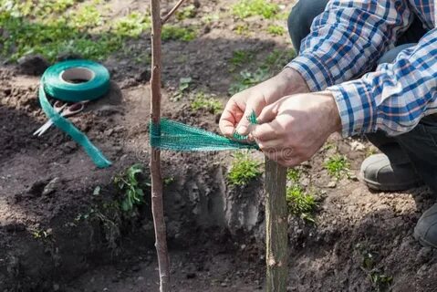 До какого времени можно сажать плодовые деревья