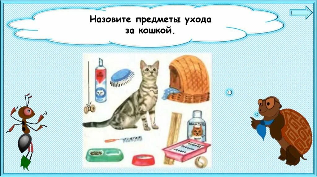 Предметы ухода за кошкой. Предметы ухода за кошкой 1 класс. Предметы для ухода за кошками окружающий мир. Предметы ухода за кошкой и собакой. Предметы для ухода за кошкой