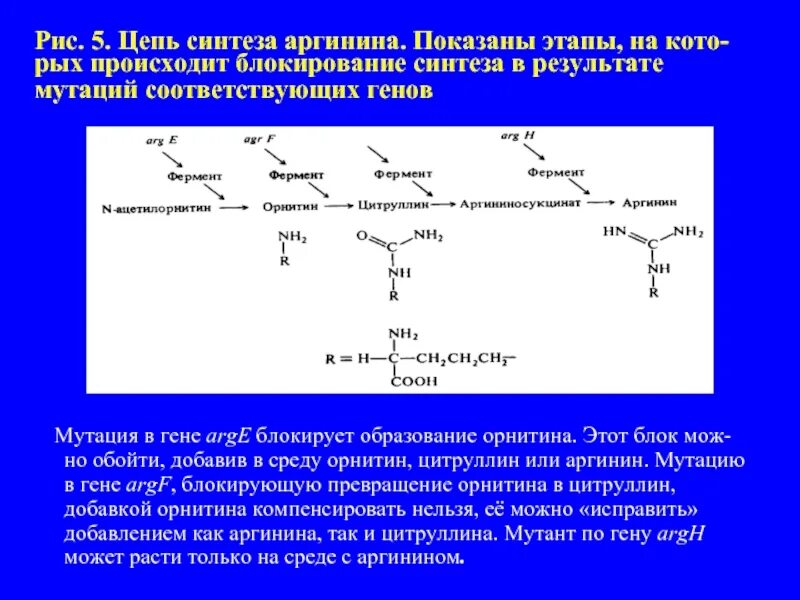 Биосинтез аргинина. Синтез аргинина. Образование орнитина. Образование аргинина. Синтезируется цепь содержащая рибозу