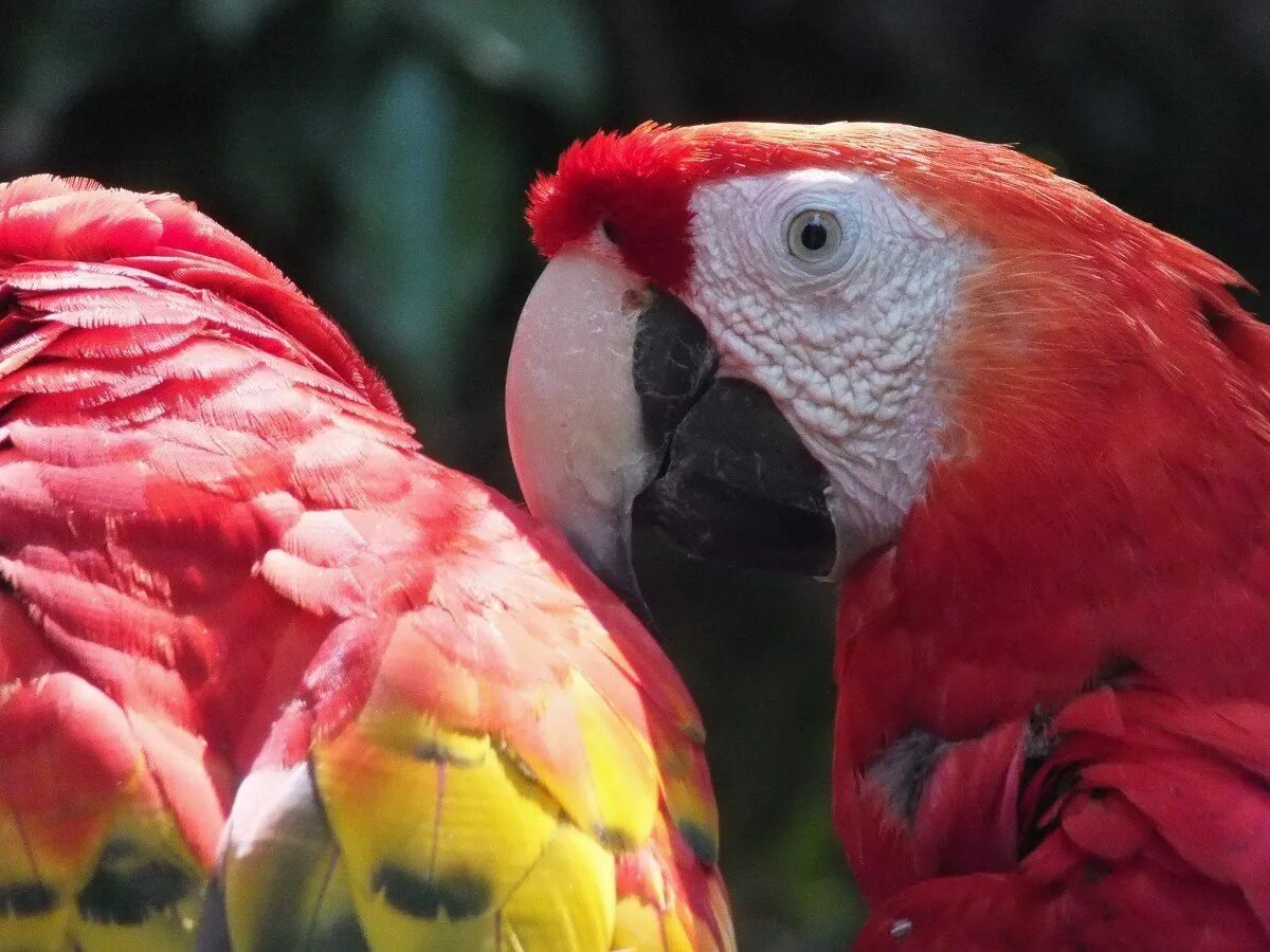 Большой цветной попугай. Попугай ара. Попугай ара красный. Попугай ара Мексика. Красный попугай Lorikeet.