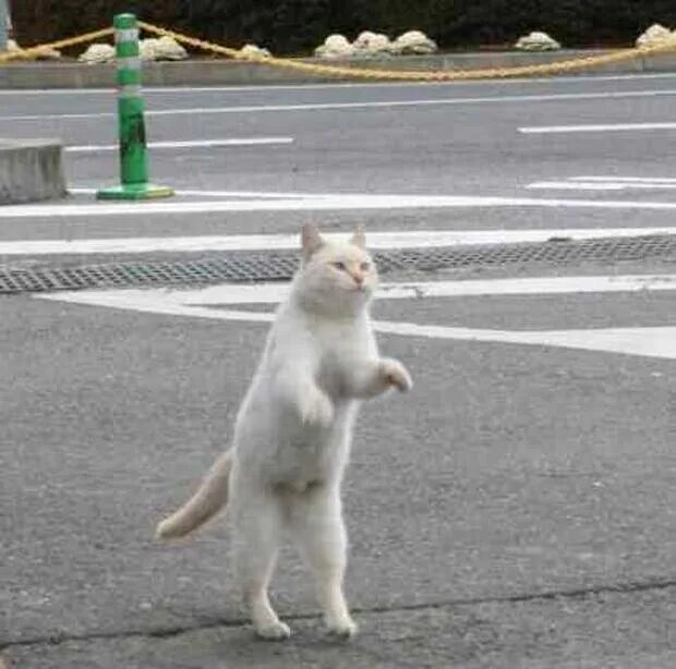 Кот ходит на задних лапах. Коты на двух лапах. кот идет на двух лапах. кот идёт на задниз лапах. кошка ходит на двух лапах.