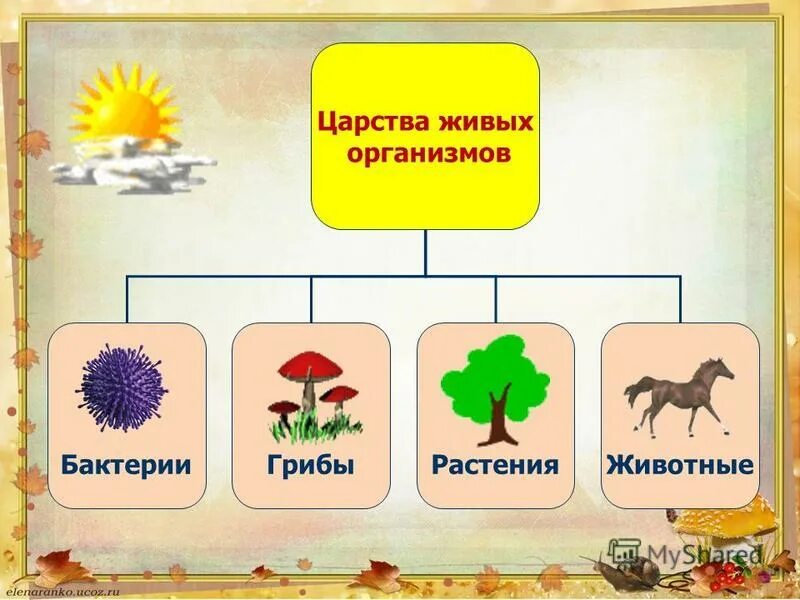 Царство грибов царство растений царство животных. Биология царства живой природы таблица. В царстве веществ. Царство растений животных грибов бактерий вирусов. Таблица царства живой природы 2 класс.