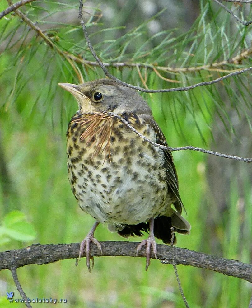 Другая лесная птица. Рябинник (turdus pilaris. Дрозд рябинник Fieldfare turdus pilaris. Дрозд деряба рябинник. Певчий Дрозд рябчик.