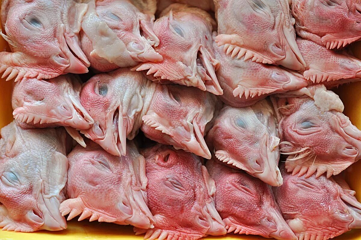 Мясо кура купить в. Субпродукты головы куриные. Головы куриные замороженные. Вареные куриные головы.