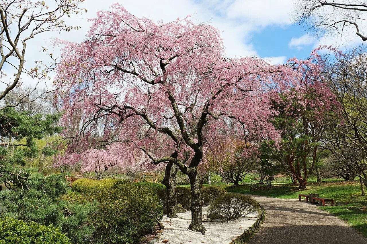 Про цветущие деревья. Pink черри блоссом дерево деревья парк. Сакура плакучая. Сакура Канзан. Сакура Тайхаку.