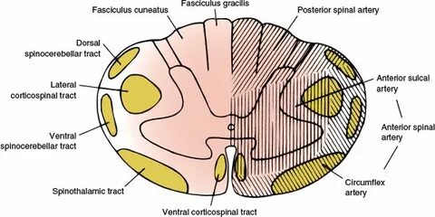 Fasciculus gracilis