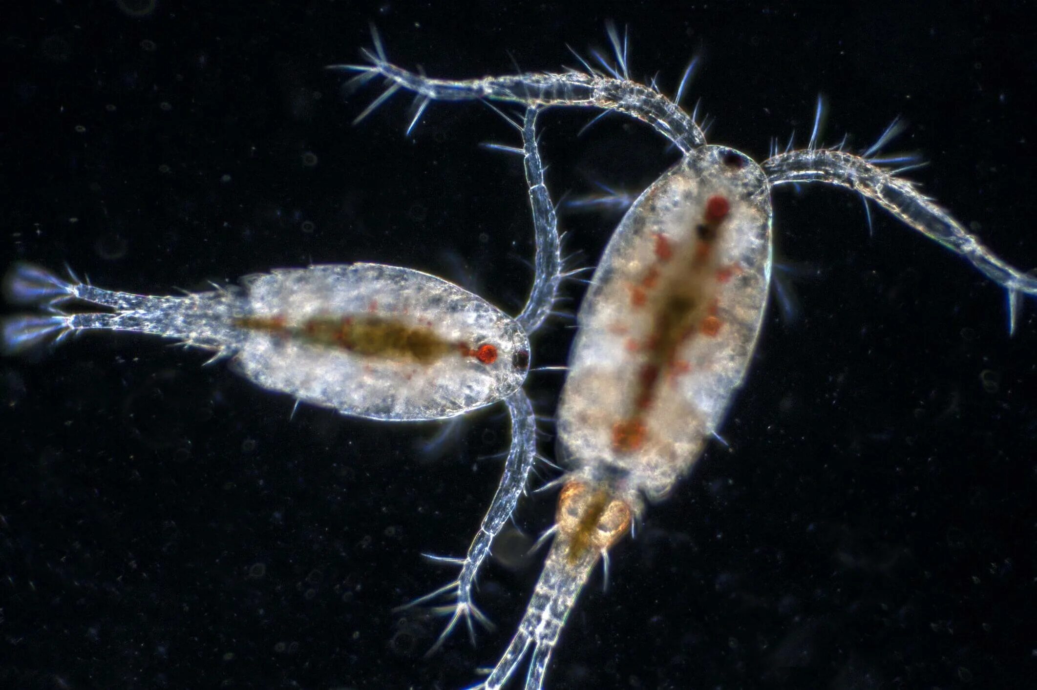 Зоопланктон веслоногие. Отряд Copepoda – веслоногие. Веслоногий рачок Циклоп. Веслоногие ракообразные (Copepoda).