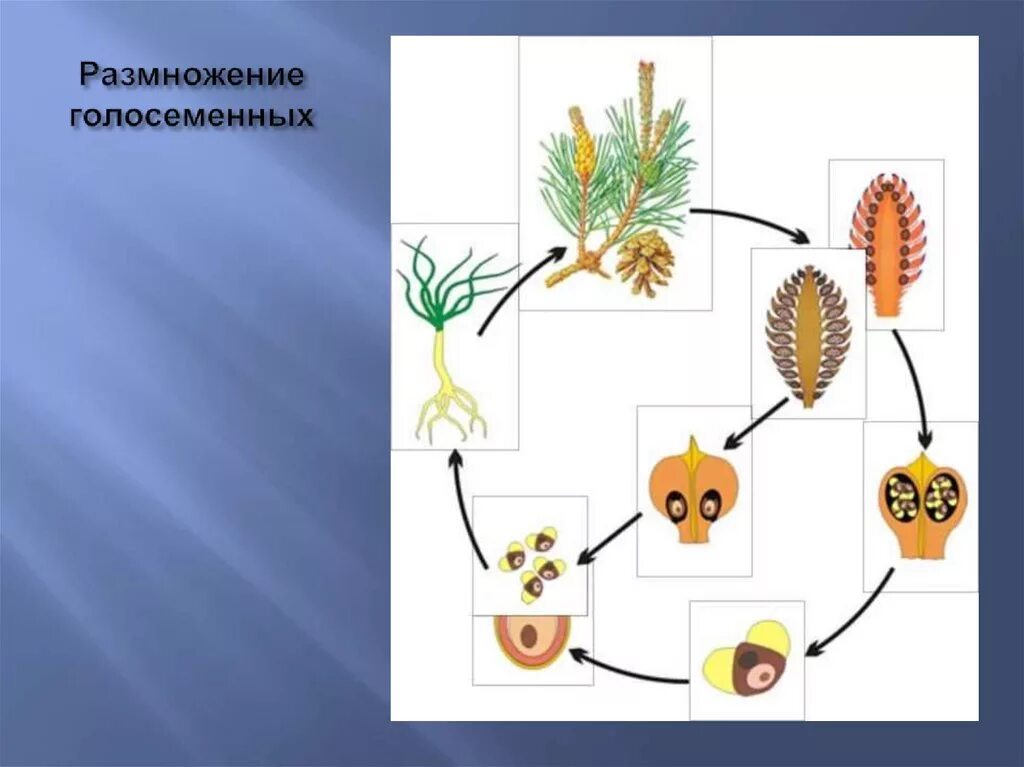 Модель аппликация размножение сосны. Размножение голосеменных схема. Размножение голосеменных растений схема. Цикл развития голосеменных растений схема.