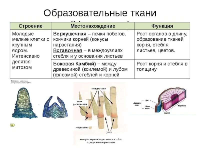 Строение клетки образовательной ткани. Строение образовательной ткани 6 класс. Образовательная ткань растений схема. Строение образовательной ткани растений.