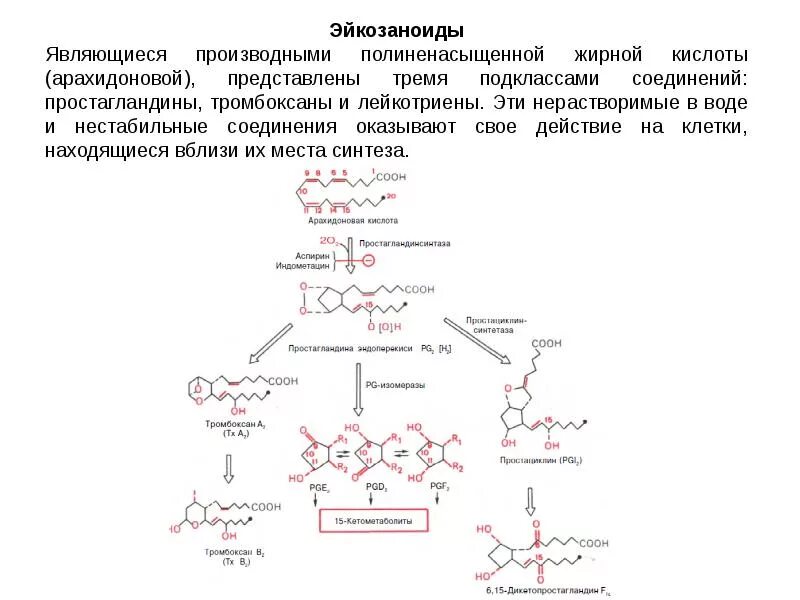 Схема синтеза эйкозаноидов. Биосинтез эйкозаноидов биохимия. Синтез эйкозаноидов из арахидоновой кислоты. Эйкозаноиды синтез схема. Пути синтеза эйкозаноидов.