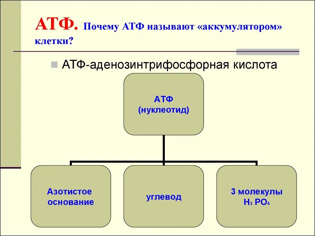 Атф азотистое. АТФ аденозинтрифосфорная кислота. Классификация АТФ. АТФ презентация. Молекула АТФ азотистое основание.