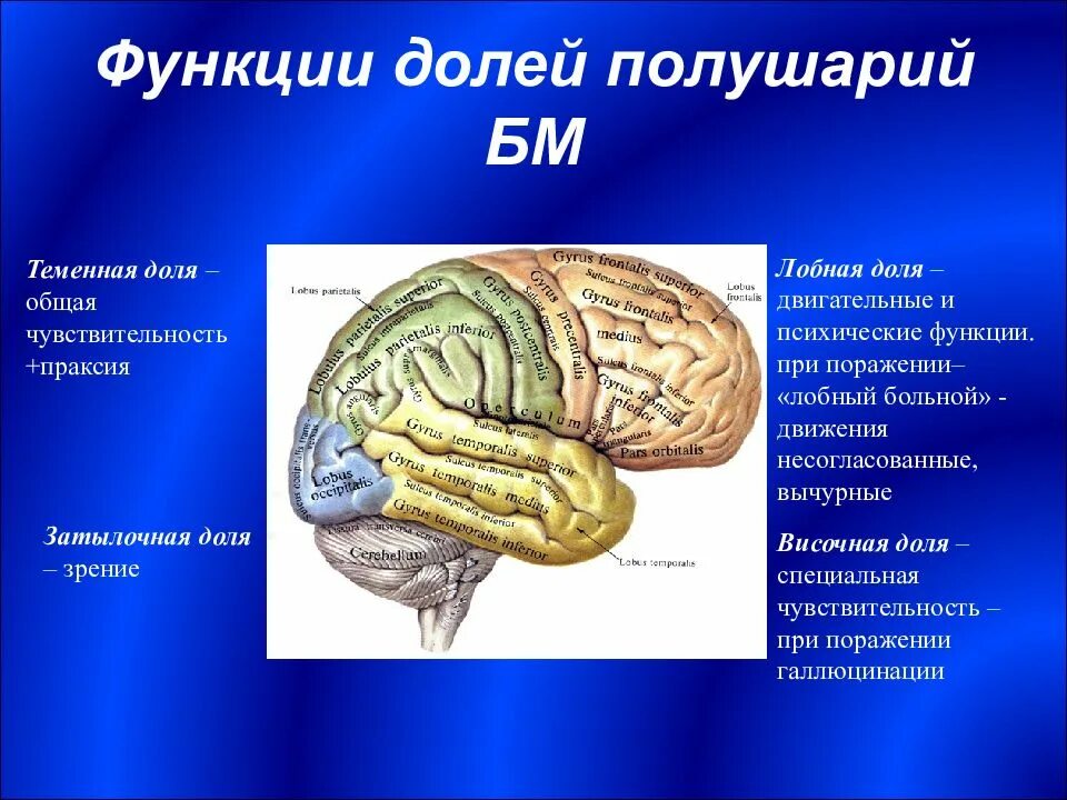 Лобно теменная область мозга. Функции теменной доли головного мозга.