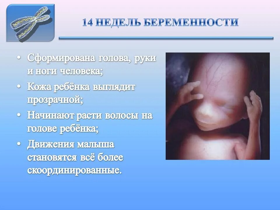 Малыш на 14 неделе. Ребёнок на 14 неделе беременности. Плод на 14 неделе беременности.