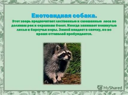 Енотовидная собака развитие с метаморфозом