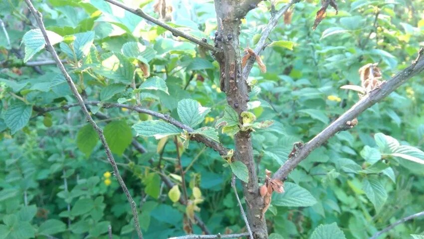 Войлочная вишня после цветения. Монилиоз войлочной вишни. Фундазол войлочная вишня. Войлочная вишня листва. Клястероспориоз войлочной вишни -монилиоз.