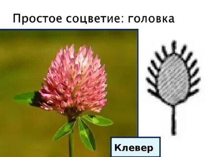 Клевер простое или сложное