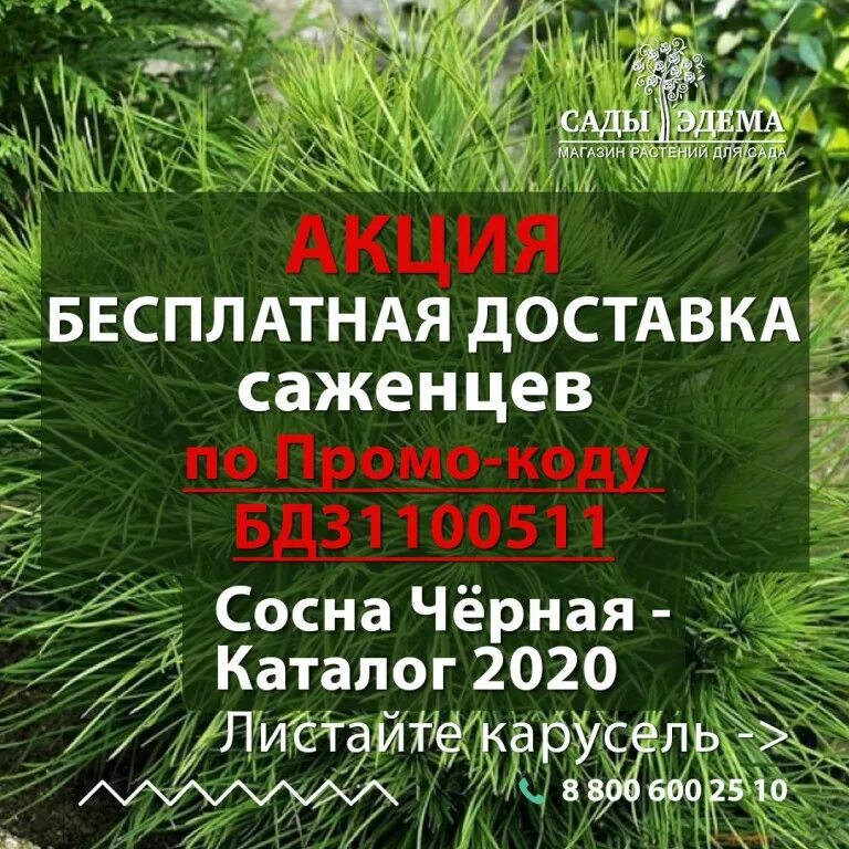 Уральский саженец. Сады Урала. Сады Урала интернет. Сады России каталог осень. Сады России каталог осень 2022.