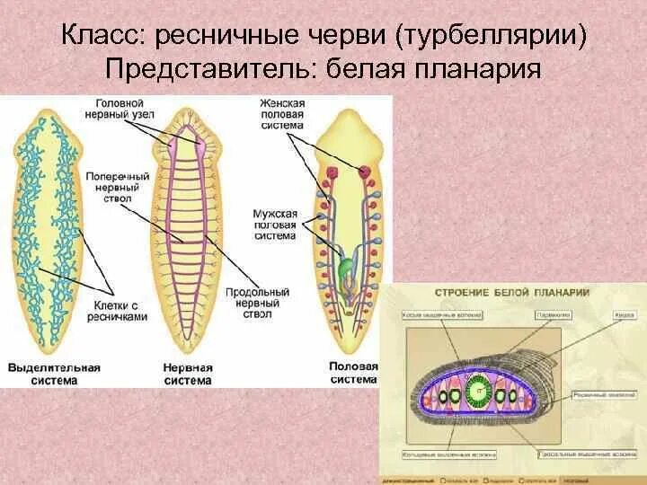 Схема строения планарии. Пищеварительная система плоских червей схема. биология 7 класс система органов плоских червей. строение плоских червей класса ресничные. схема внутреннего строения плоских червей.