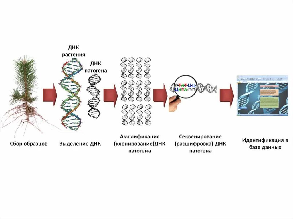 Метод днк идентификации. Схема химического секвенирования ДНК. Секвенирование биополимеров метод. ПЦР анализа растительной ДНК. Сиквенс генетика.