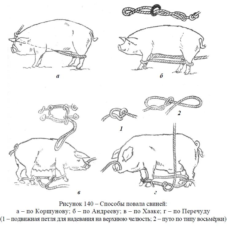 Беременность у свиней длится. Схема опороса свиней. Таблица осеменения свиней. Беременность свиней Продолжительность. Как определить супоростность свинки.