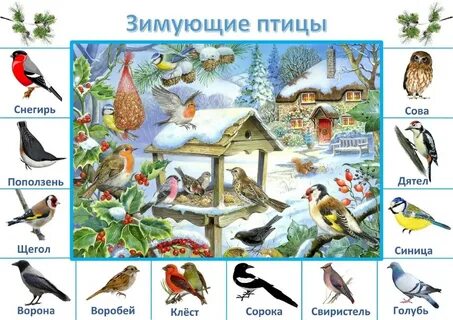 Зимующие птицы с нетерпением ожидают