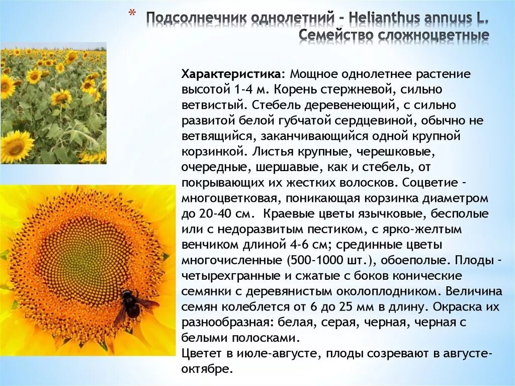 Подсолнух текст описание. Семейство Сложноцветные подсолнечник. Семейство Сложноцветные подсолнечник класс. Характеристика растение подсолнечник однолетний. Сообщение о подсолнухе.