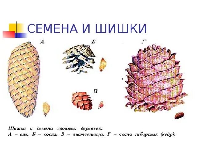 Чешуйка шишки ели. Строение шишки сосны. Строение шишки ели. Строение шишки ели обыкновенной. Семенная чешуя в шишке сосны это.