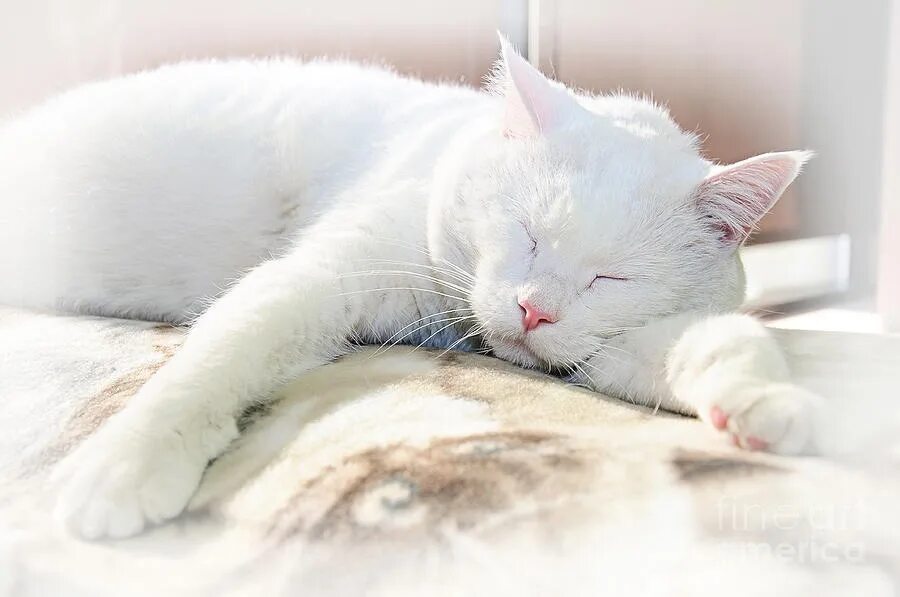 Спящий белый кот. Спящие белые коты. Спящий белый котик.