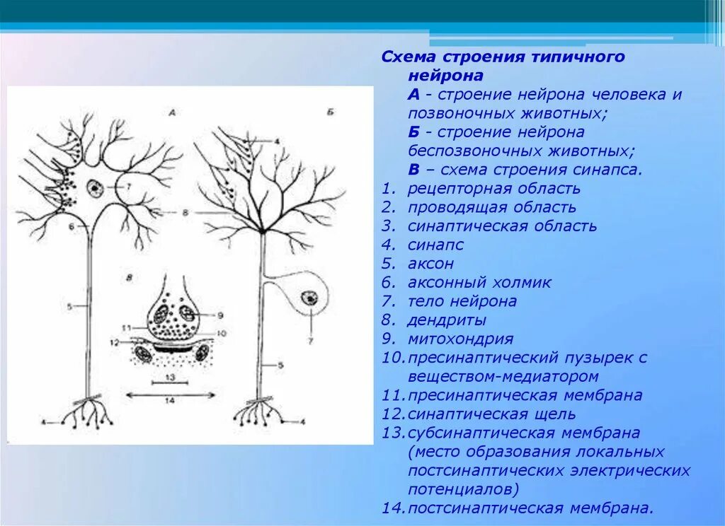 Схема строения нейрона. Схема строения нервной клетки. Схема строения типичного нейрона. Структура нейрона схема. Сеть нервных клеток у каких беспозвоночных