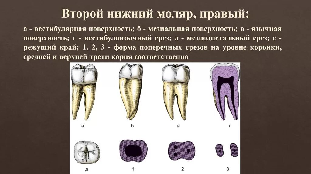 Коренные зубы вторым. 2 Моляр нижней челюсти анатомия. Второй Нижний моляр вестибулярная поверхность. 1 Моляр Нижний челюсти правый. Первый моляр верхней челюсти.