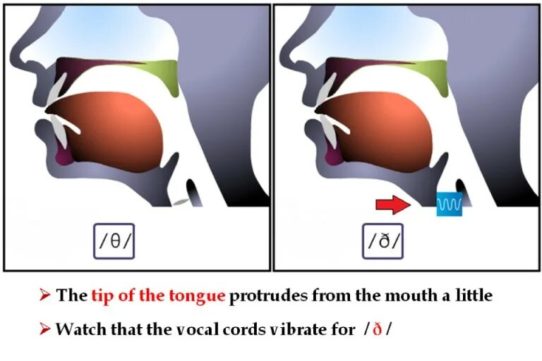 Английская артикуляция. Артикуляция звука th. Положение языка при звуке th. Произношение звука th. Th звук в английском.