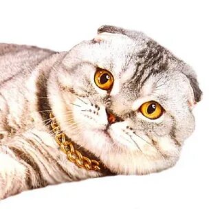 Здоровье шотландских кошек