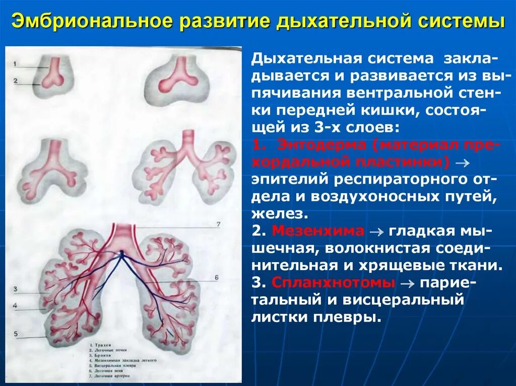 Стадии развития легких. Источники развития органов дыхательной системы. Эмбриогенез дыхательной системы. Эмбриональные источники развития органов дыхания. Эмбриогенез легких человека.