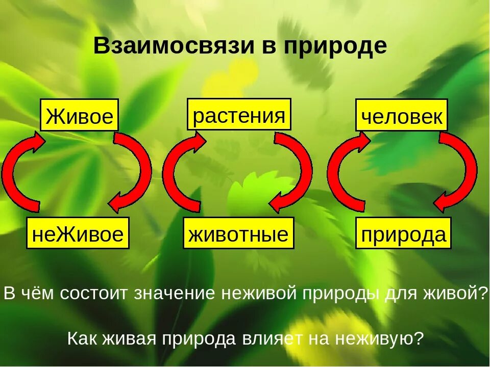 Взаимо связывающая. Взаимосвязи в природе. Взаимосвязь в природе примеры. Взаимосвязи в живой природе. Экологические связи в природе.