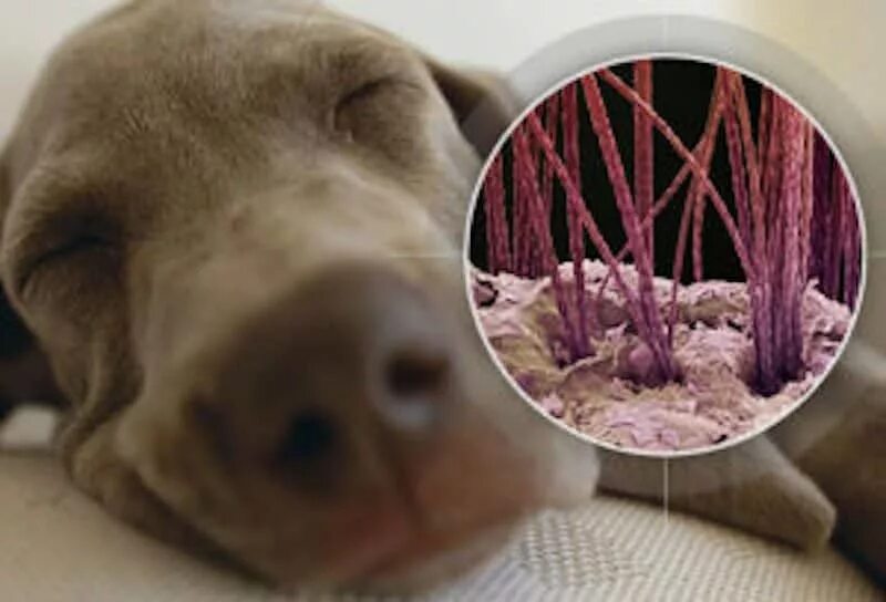 Аллергены для собак. Шерсть собаки под микроскопом.