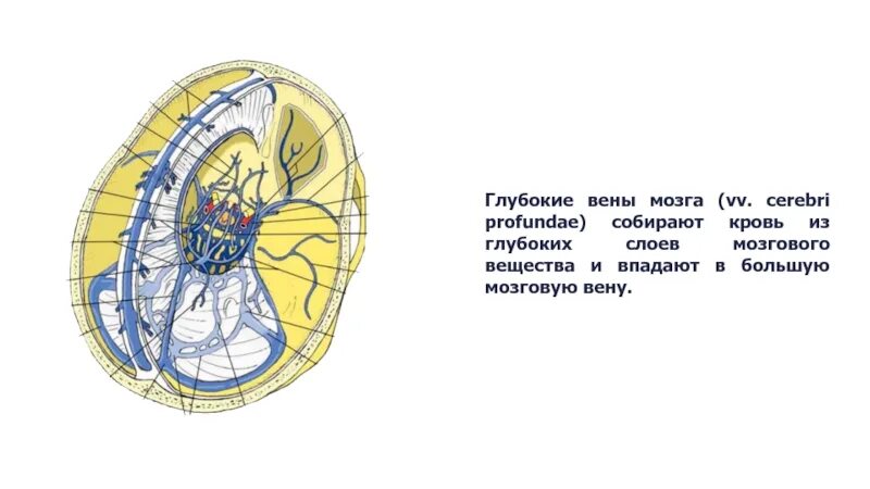 Вены головного мозга. Глубокие вены мозга впадают.