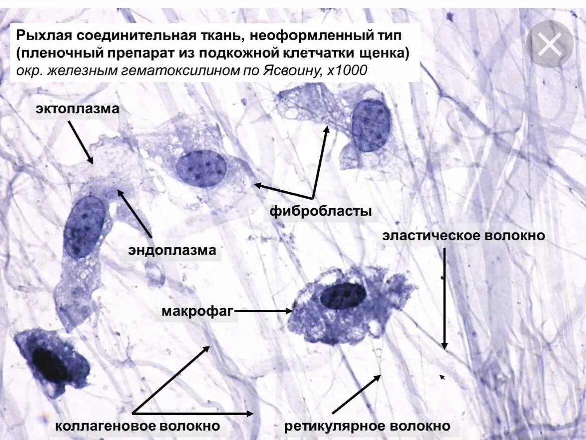 Сателлиты гистология. Рыхлая волокнистая неоформленная соединительная ткань препарат. рыхлая волокнистая соединительная ткань препарат. рыхлая волокнистая соединительная ткань гистология препарат. рыхлая соединительная ткань гистология препарат.