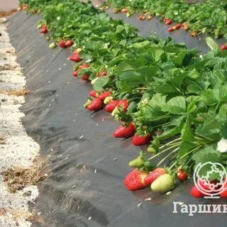 Чем можно укрыть клубнику