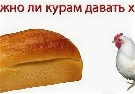 Какой хлеб давать курам. Можно кормить кур хлебом. можно ли курицам давать хлеб. какая бывает курочка хлеба картинки.