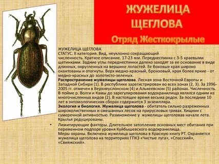 Жужелица тип