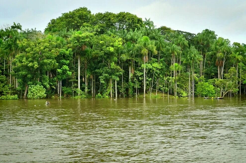 Amazon borneo congo