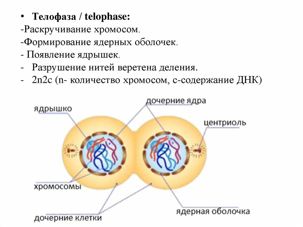 Телофаза 1. Телофаза n2c. Телофаза клетки. Телофаза 1 процессы.