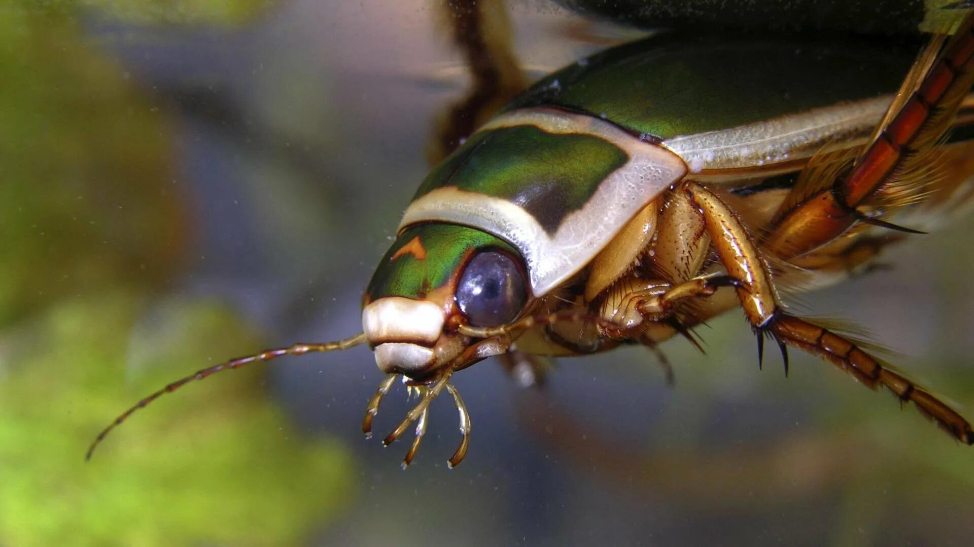 Жук Dytiscus marginalis. Жук-плавунец окаймленный. Жук-плавунец (Dytiscus marginatus). Окаймлённый плавунец (Dytiscus marginalis). Личинка плавунца и стрекозы