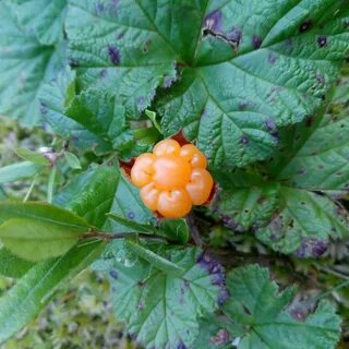 Организм морошка