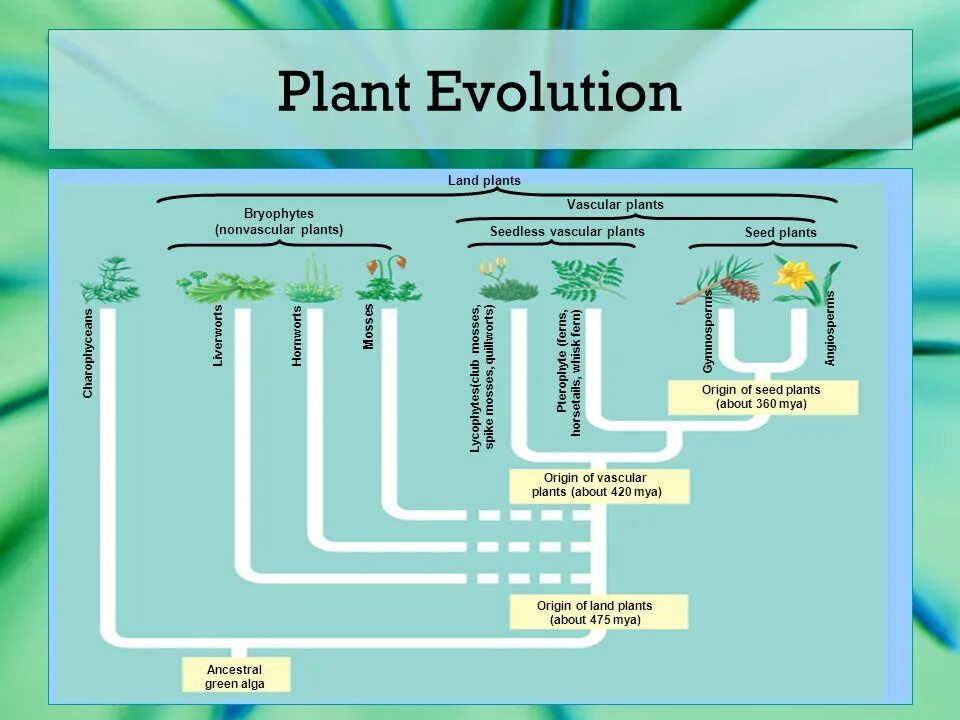 Растения которые растут в песке. Seedless plant. Маршанция альпийская. Land plants. The evolution of plants.