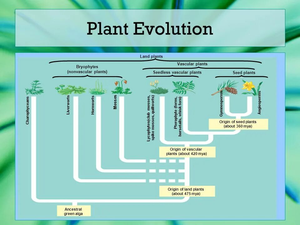 Plant origin. The Evolution of Plants. Origin Evolution of Plants. Игра Эволюция растения. Эволюция от растения к человеку.